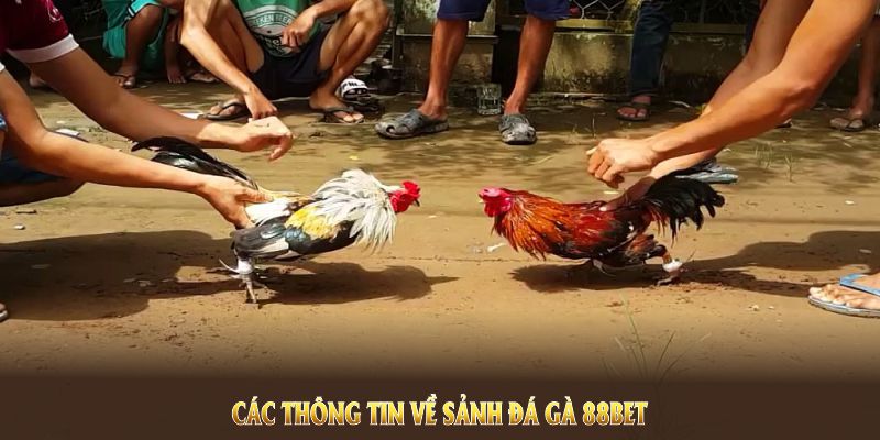 Các thông tin về sảnh đá gà 88BET mà người chơi cần nắm Các thông tin về sảnh đá gà 88BET mà người chơi cần nắm
