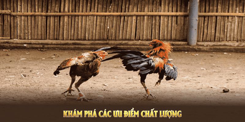 Khám phá các ưu điểm chất lượng của sảnh đá gà 88BET Khám phá các ưu điểm chất lượng của sảnh đá gà 88BET