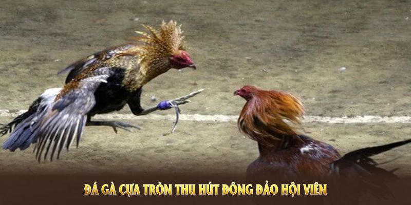 Đá gà cựa tròn thu hút đông đảo hội viên tham gia mỗi ngày Đá gà cựa tròn thu hút đông đảo hội viên tham gia mỗi ngày
