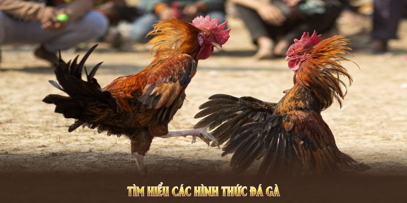 Tìm hiểu các hình thức đá gà 88BET nổi bật nhất Tìm hiểu các hình thức đá gà 88BET nổi bật nhất
