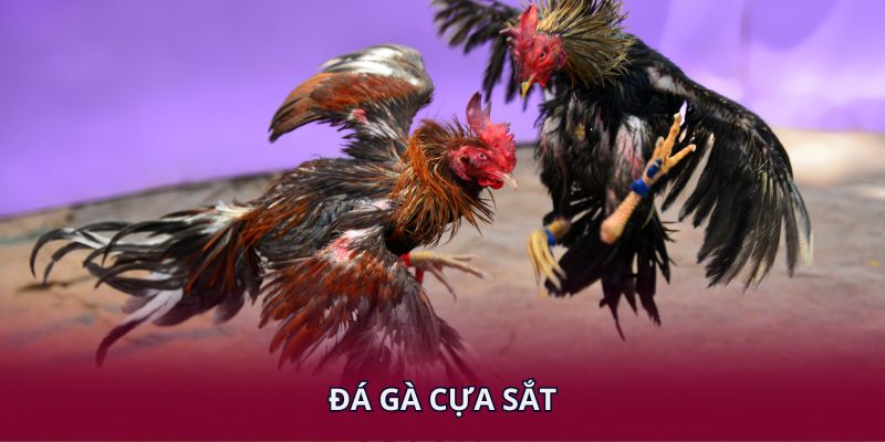 Đá Gà Cựa Sắt 88BET – Trải Nghiệm Kịch Tính Từng Phút