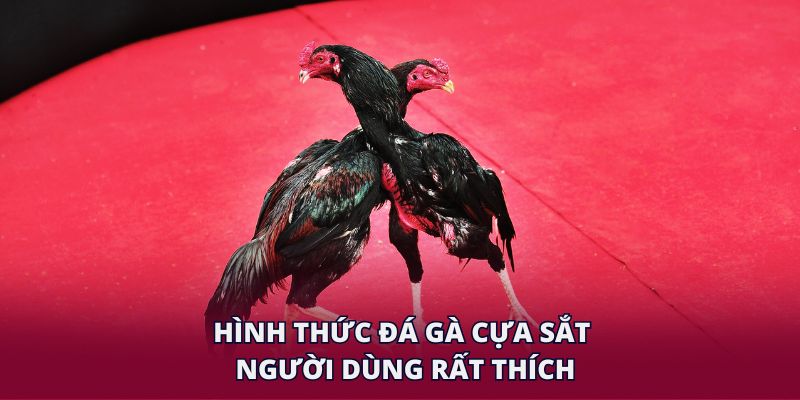 Hình thức đá gà cựa sắt người dùng rất thích