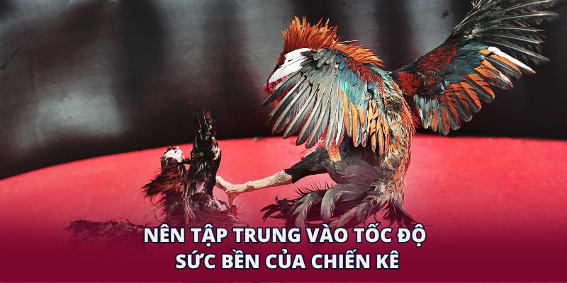 Nên tập trung vào tốc độ, sức bền của chiến kê