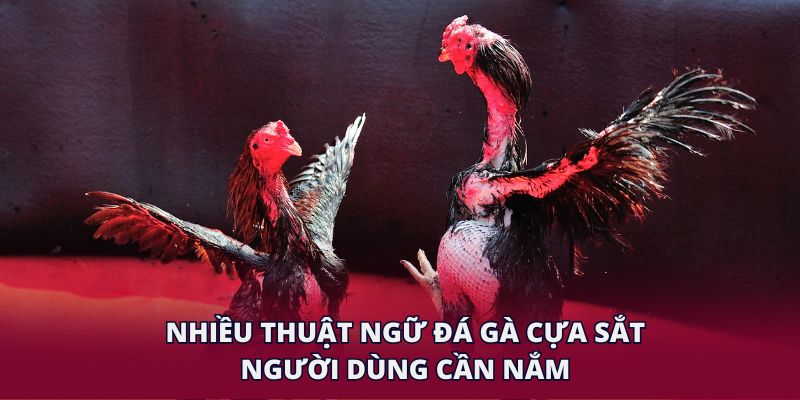 Nhiều thuật ngữ đá gà cựa sắt người dùng cần nắm